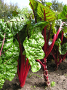 Rhubarb resized 600